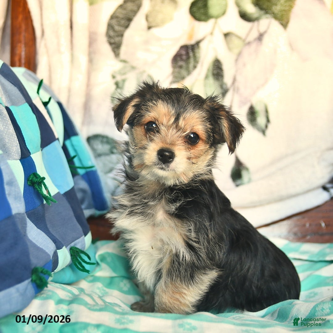 Morkie dogs for sale: Betty   - Ad 4