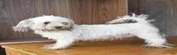 Havapoo dogs for sale: Ruby - Ad 6