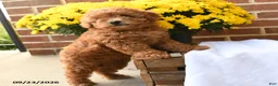 Maltipoo dogs for sale: Ruby - Ad 3