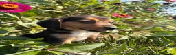 Beagle dogs for sale: Duke - Ad 5