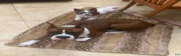 Mixed Breed dogs for sale: Stella - Ad 4