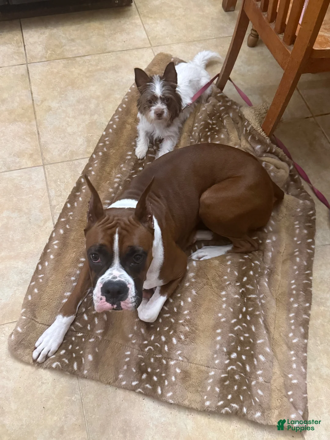 Mixed Breed dogs for sale: Stella - Ad 4