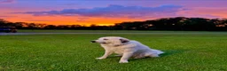 Great Pyrenees dogs for sale: Dark Blue Boy - Ad 13