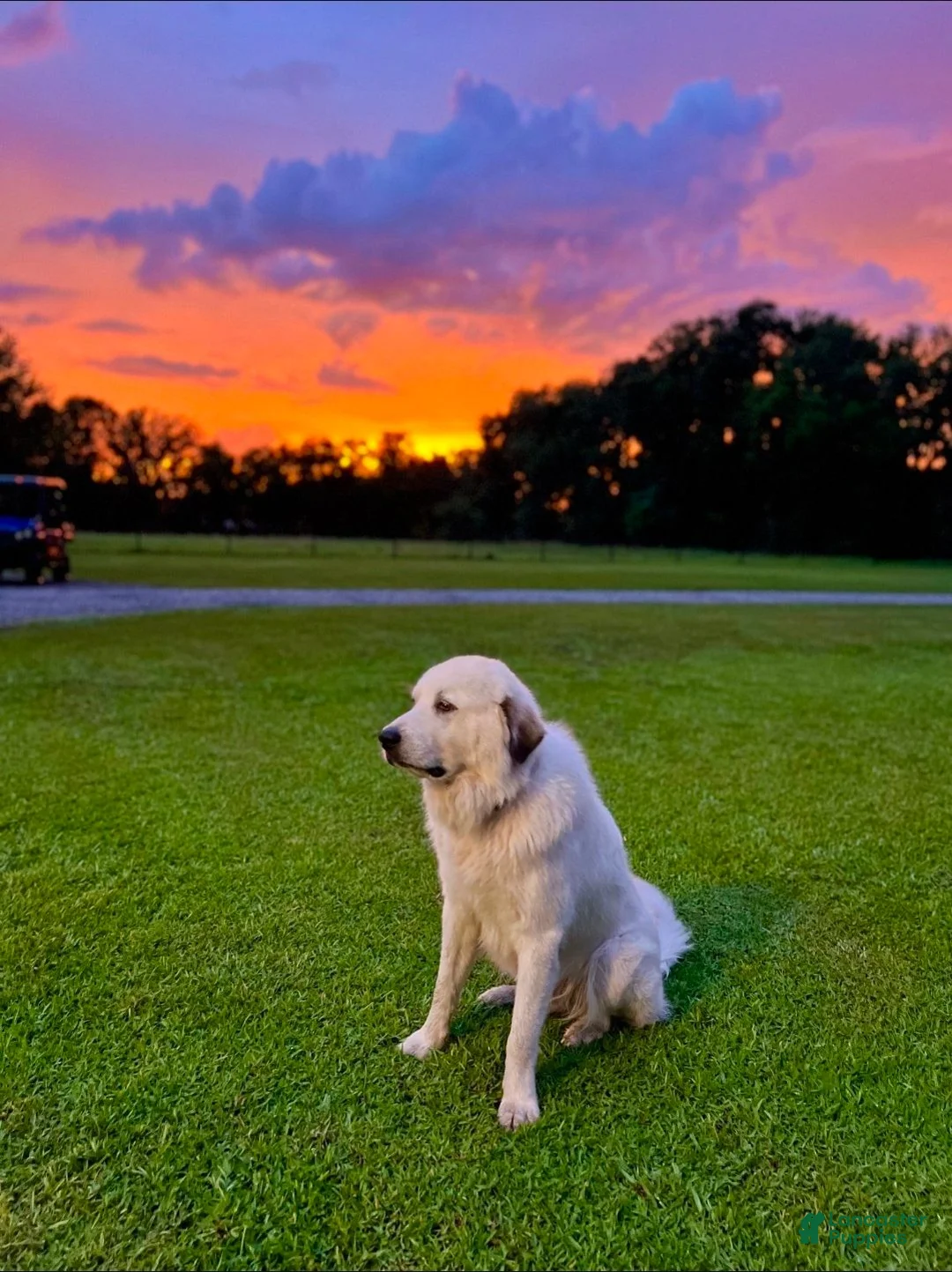 Great Pyrenees dogs for sale: Dark Blue Boy - Ad 13