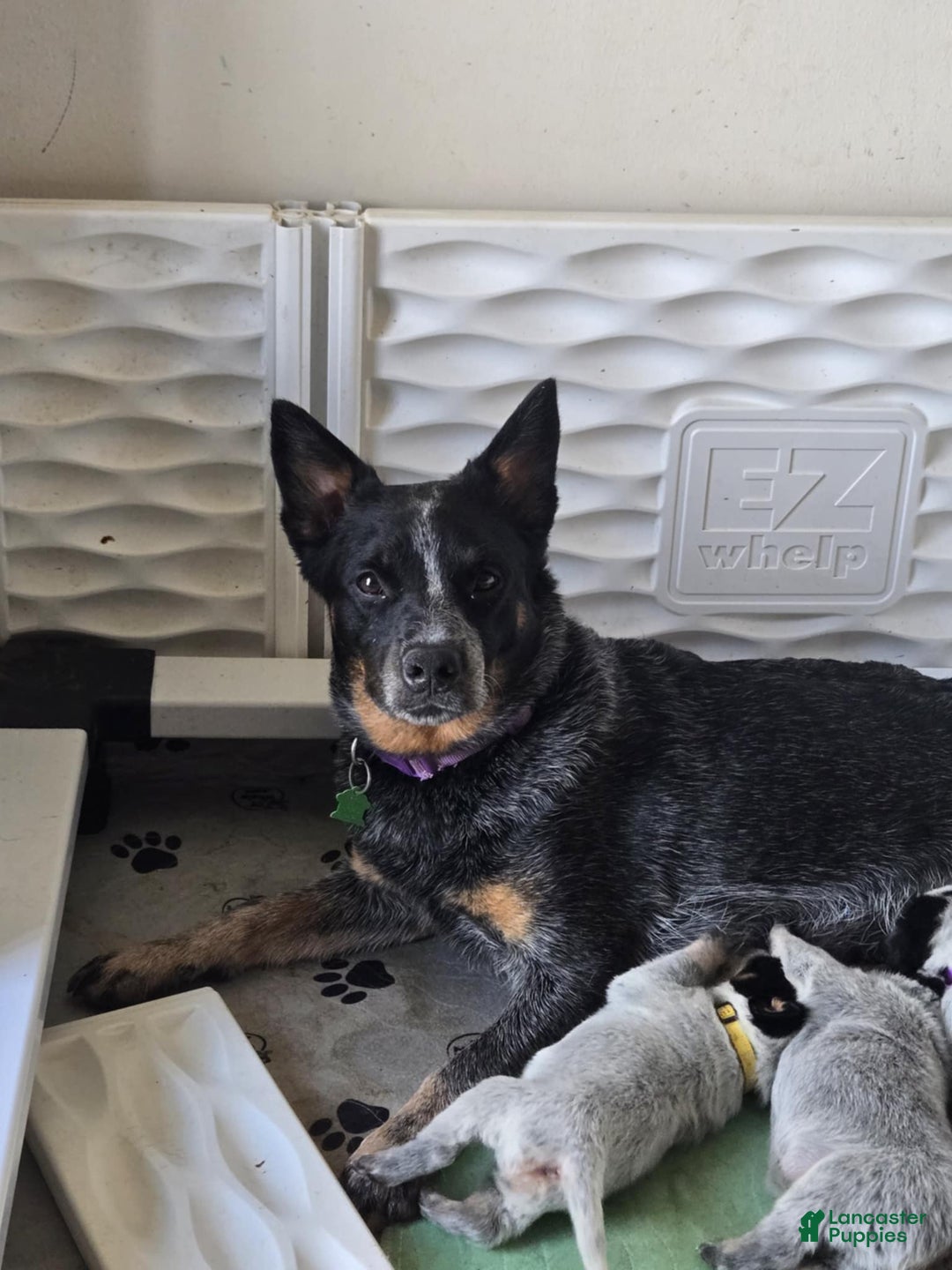 Australian Cattle Dog dogs for sale: Lumiere - Ad 4