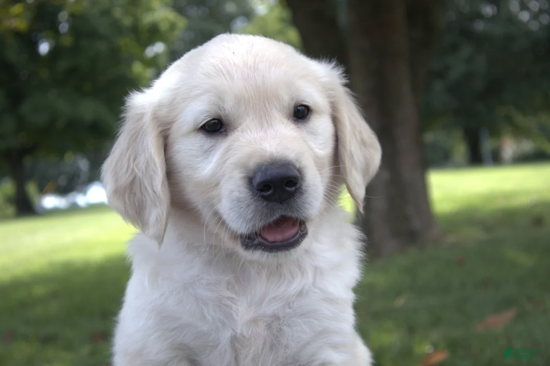 Golden Retriever dogs for sale: Golden Retriever 6 Skye - Ad 2
