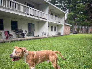 American Bully dogs - Ad 5