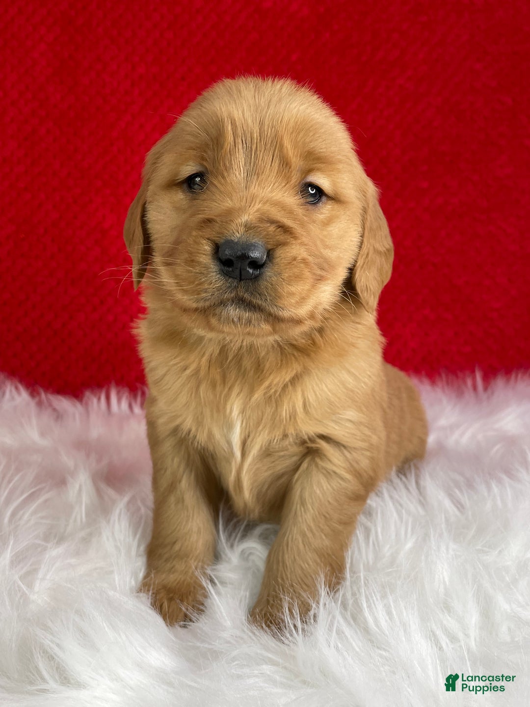 Golden Retriever dogs for sale: Belle - Ad 3