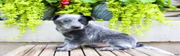 Australian Cattle Dog dogs for sale: Sally - Ad 4