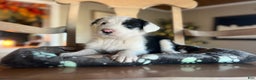 Mixed Breed dogs for sale: Paddi - Ad 3