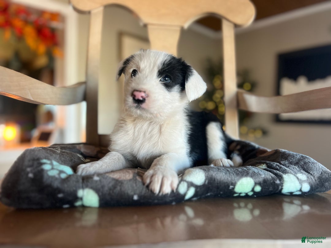 Mixed Breed dogs for sale: Paddi - Ad 3