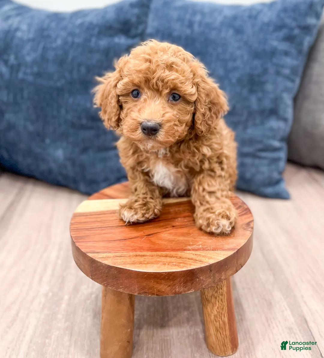 Bichpoo dogs for sale: Romeo - Ad 2