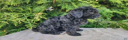 Mini Bernedoodle dogs for sale: Willow - Ad 11