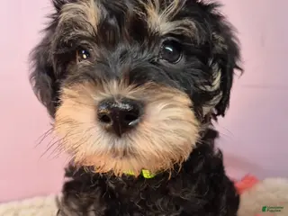 Mixed Breed dogs Mixed Breed Puppy 1 - Ad 38