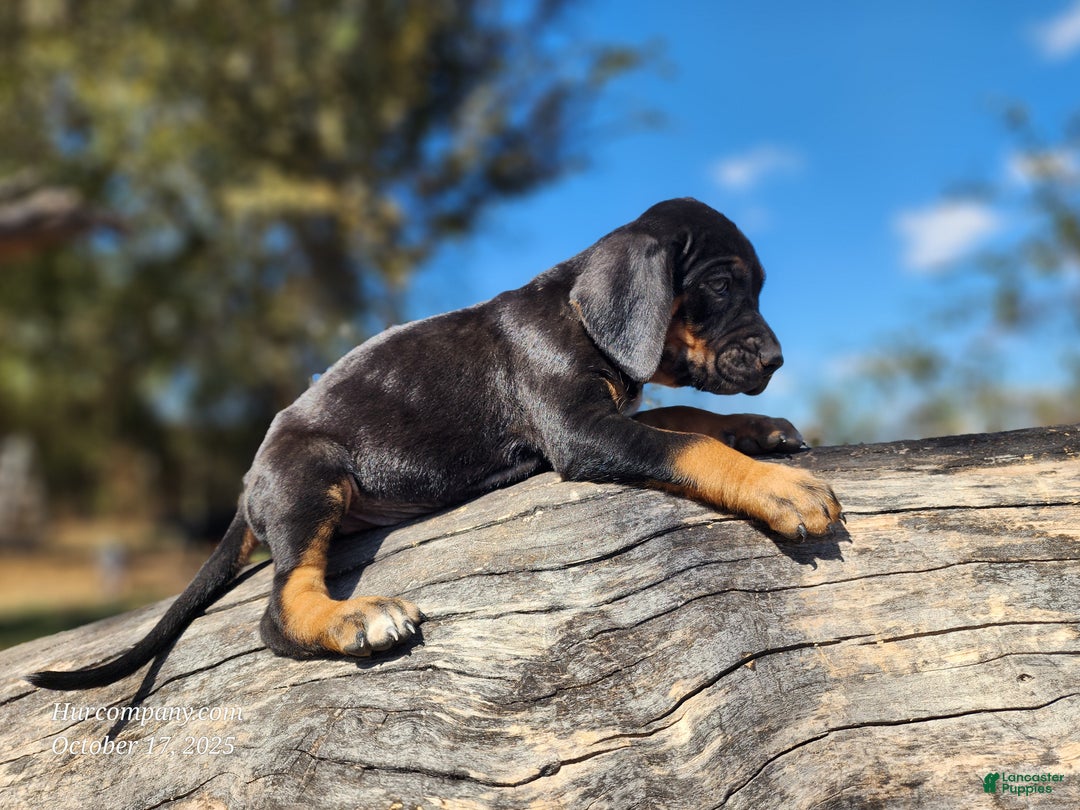 Mixed Breed dogs for sale: Fall 2025 Bloodahoula Male 3 - Ad 6