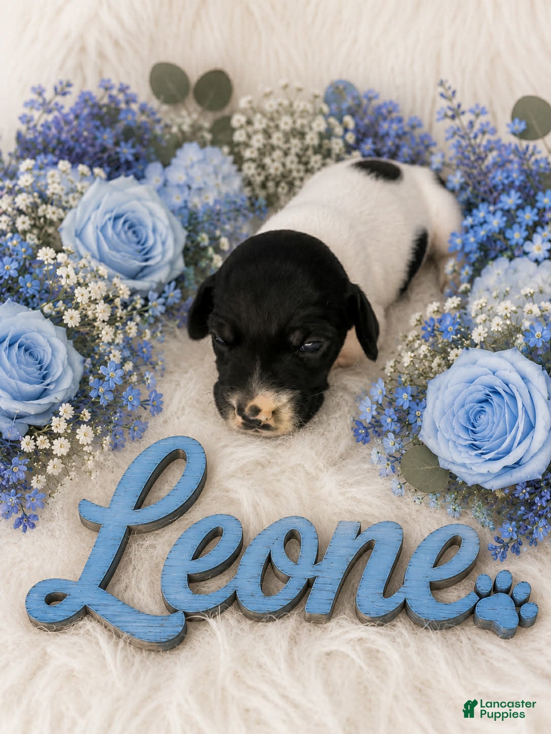 German Shorthaired Pointer dogs Leone - Ad 20