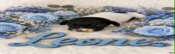 German Shorthaired Pointer dogs for sale: Leone - Ad 1