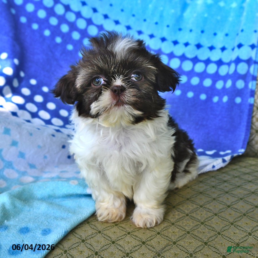 Shih Tzu dogs Mary - Ad 1