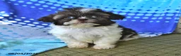 Shih Tzu dogs for sale: Mary - Ad 3