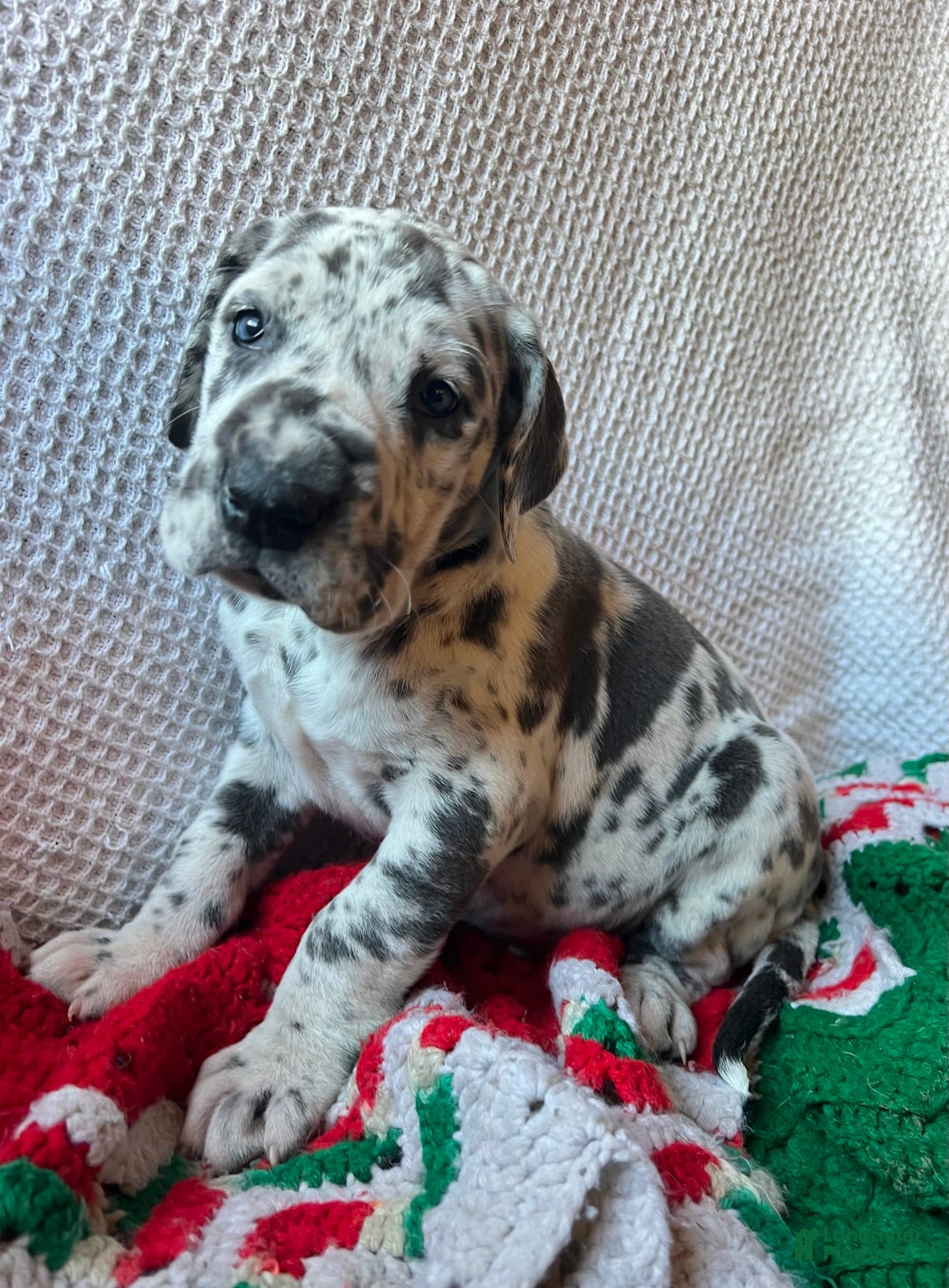 Great Dane dogs for sale: Jack Frost - Ad 2
