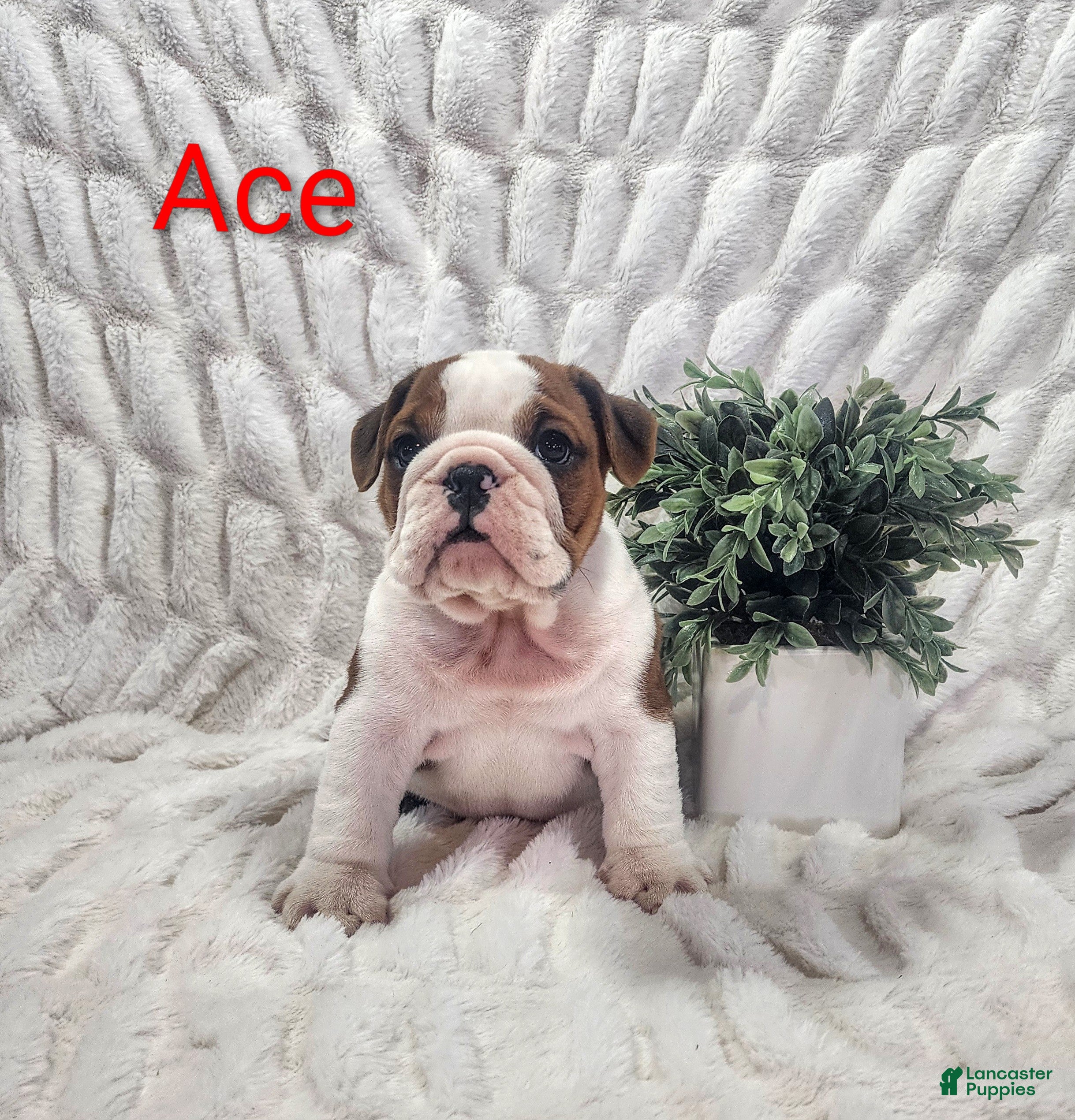 English Bulldog dogs AKC Ace  - Ad 1