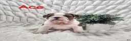 English Bulldog dogs for sale: AKC Ace  - Ad 1