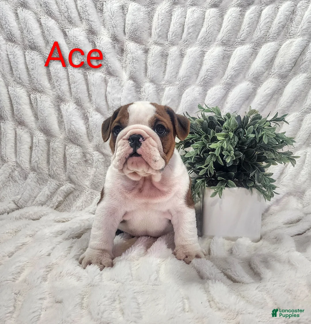 English Bulldog dogs for sale: AKC Ace  - Ad 1