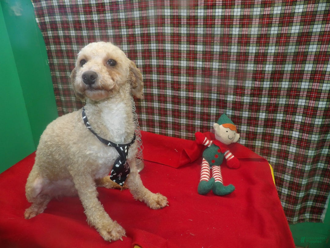 Bichpoo dogs for sale: Mike - Ad 2