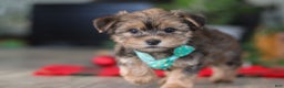 Morkie dogs for sale: Buddy - Ad 2