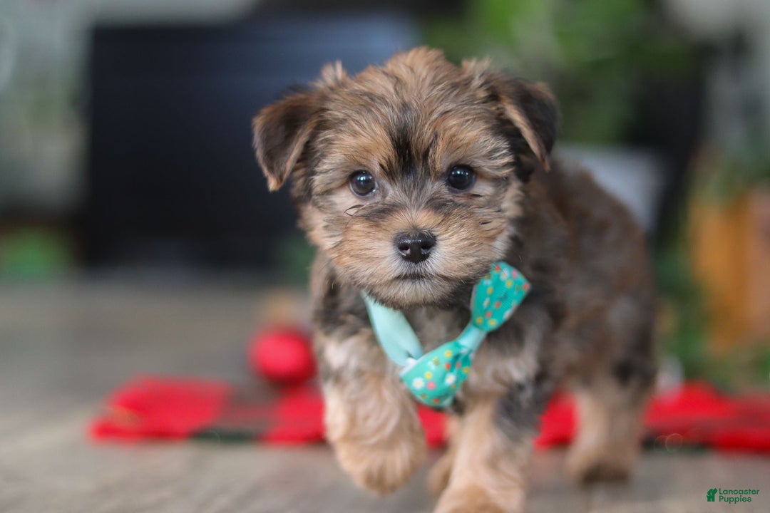 Morkie dogs for sale: Buddy - Ad 2