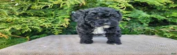 Mini Bernedoodle dogs for sale: Brock - Ad 1