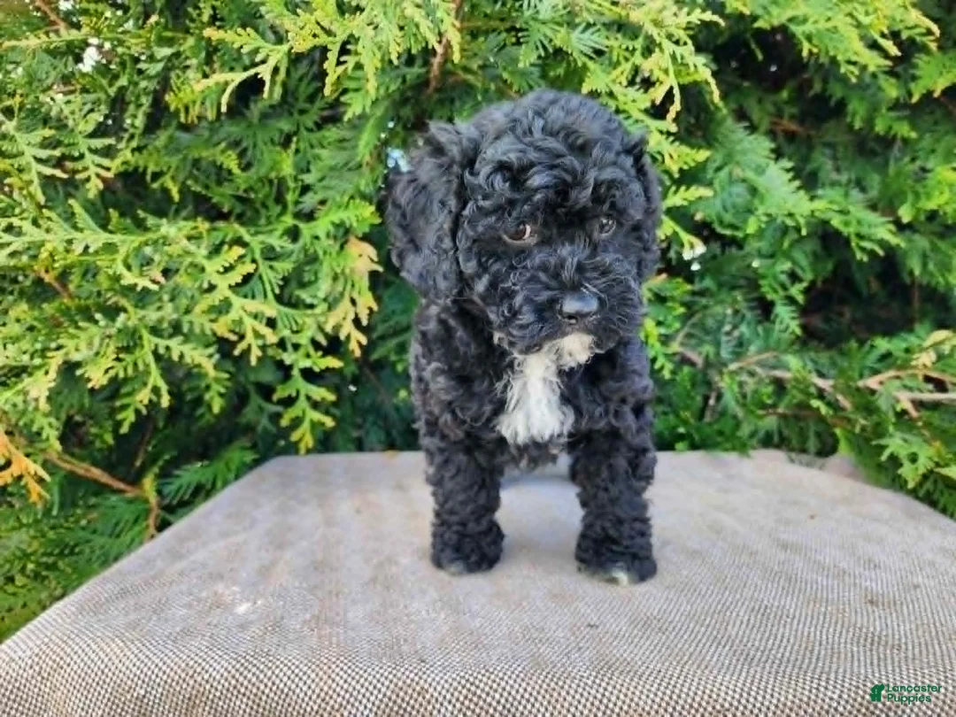Mini Bernedoodle dogs for sale: Brock - Ad 1