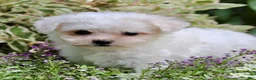 Bichpoo dogs for sale: Lulu - Ad 6