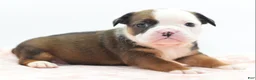 Mixed Breed dogs for sale: Rosie - Ad 22