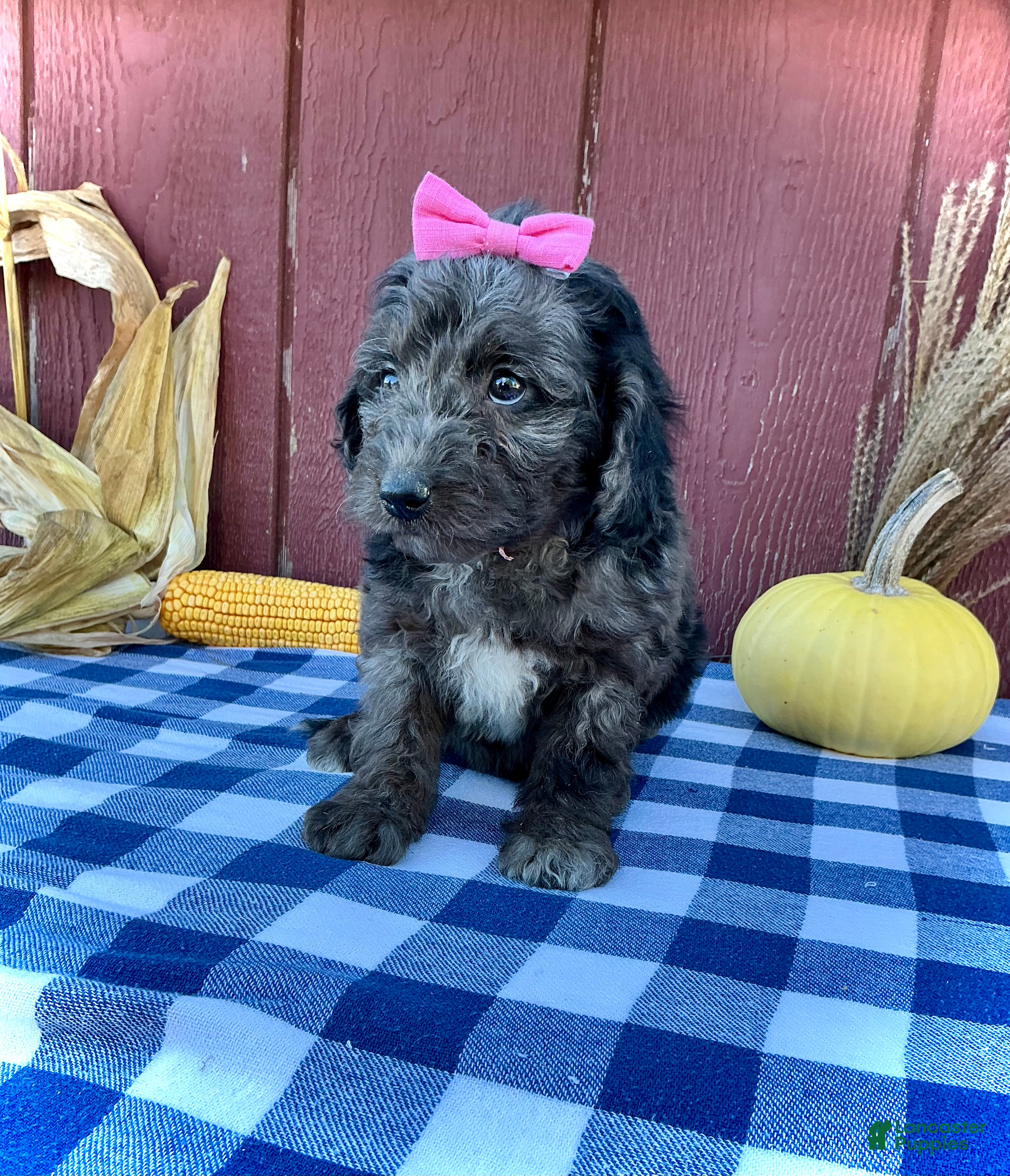 Mini Goldendoodle dogs for sale: Daisy - Ad 2