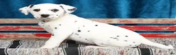 Dalmatian dogs for sale: Nila - Ad 7
