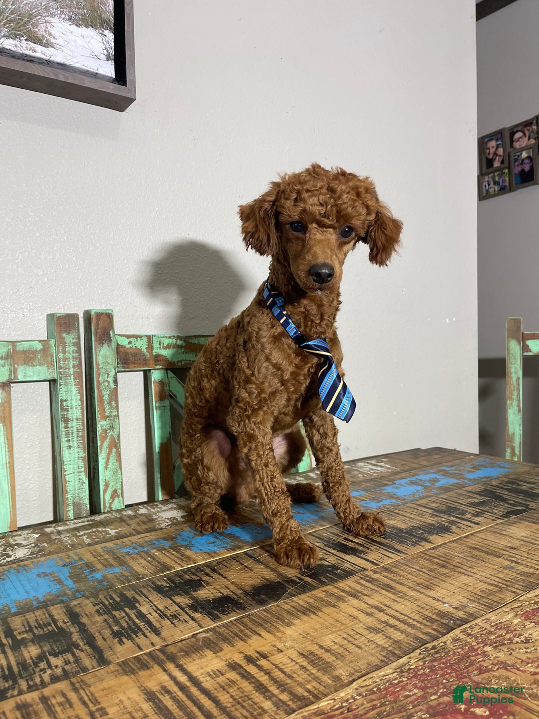 Miniature Poodle dogs for sale: Akc Clear Red Boy Bentley - Ad 2