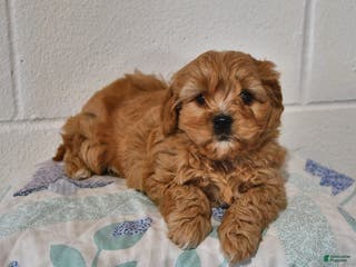 Cavapoo dogs Cooper - Ad 31