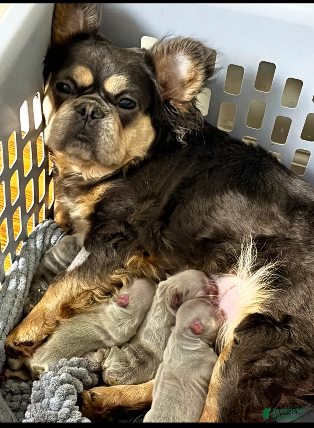 French Bulldog dogs for sale: Genius - Ad 6