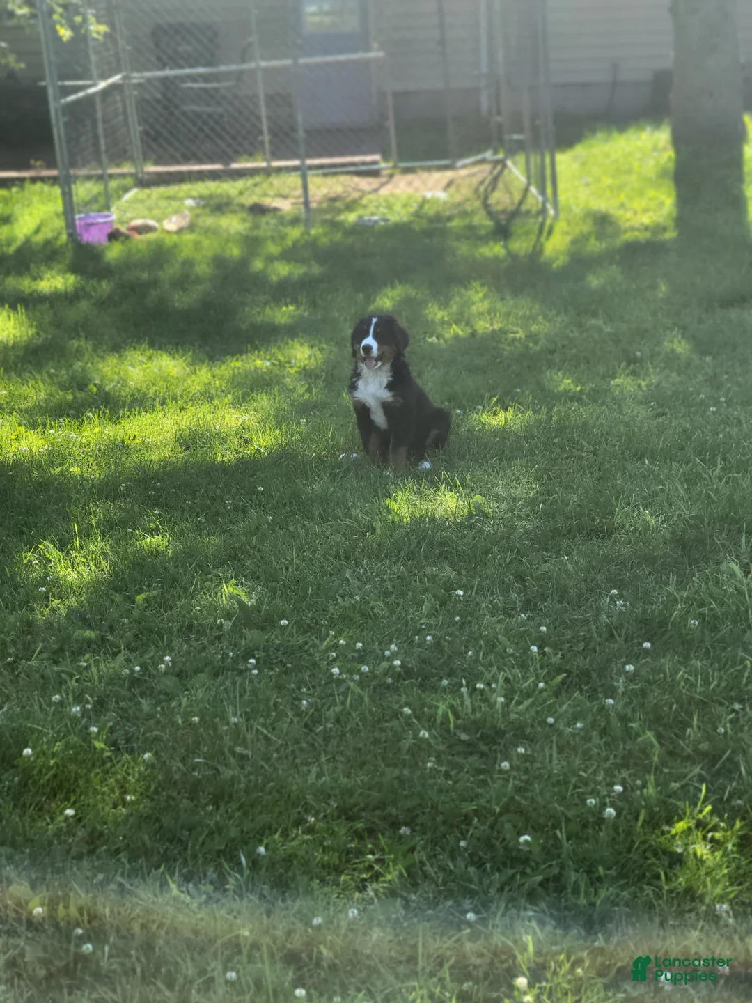 Bernese Mountain Dog dogs for sale: Bernese Mountain Dog 2 - Ad 2