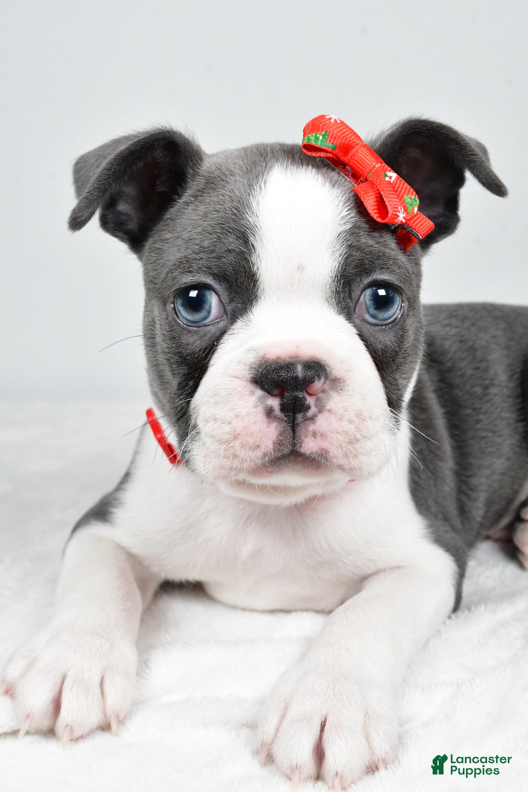 Boston Terrier dogs for sale: Hudson - Ad 5