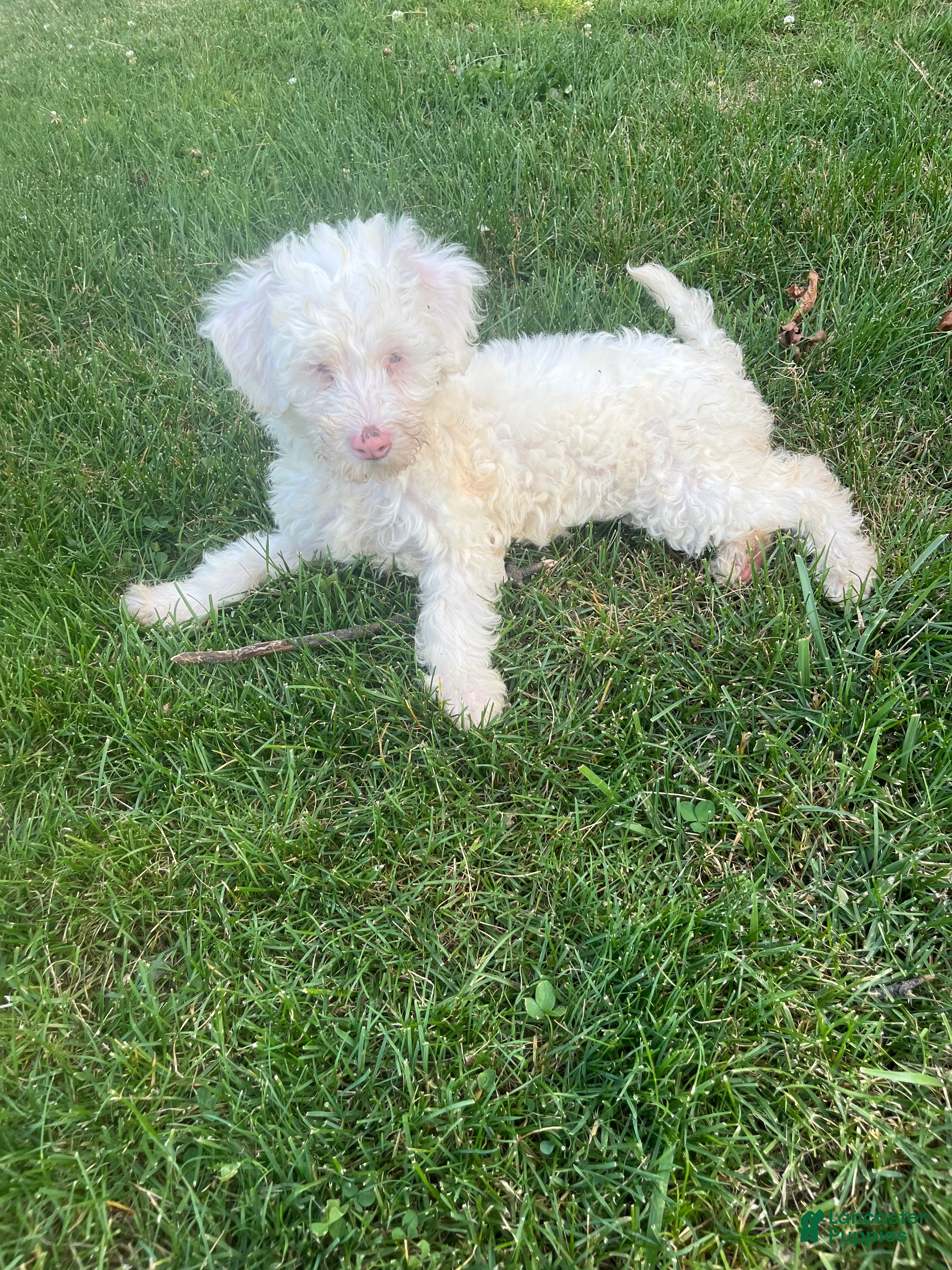 Miniature Labradoodle dogs Merle- Layla - Ad 2