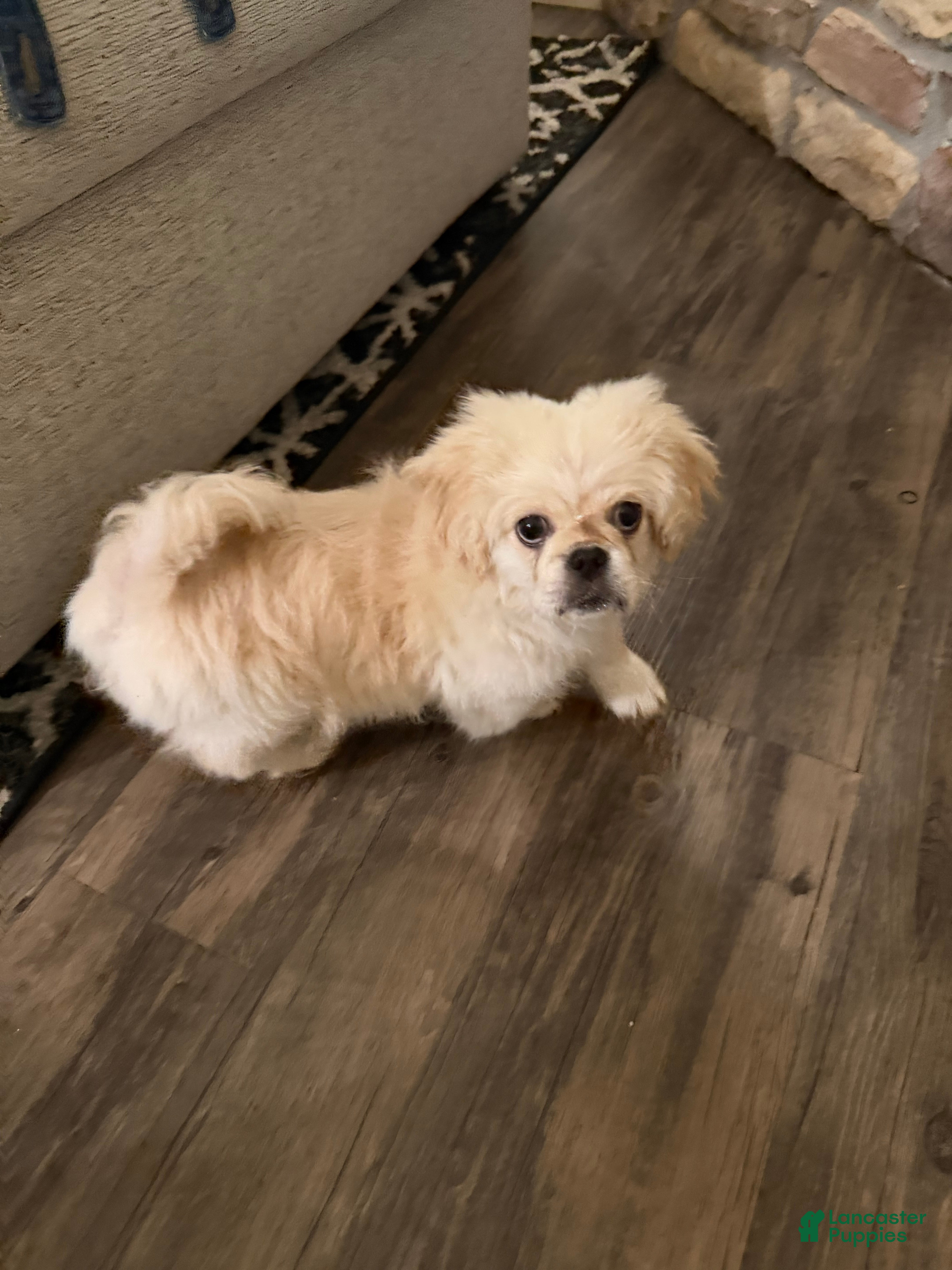 Pekingese dogs Pekingese Puppy 1 - Ad 27