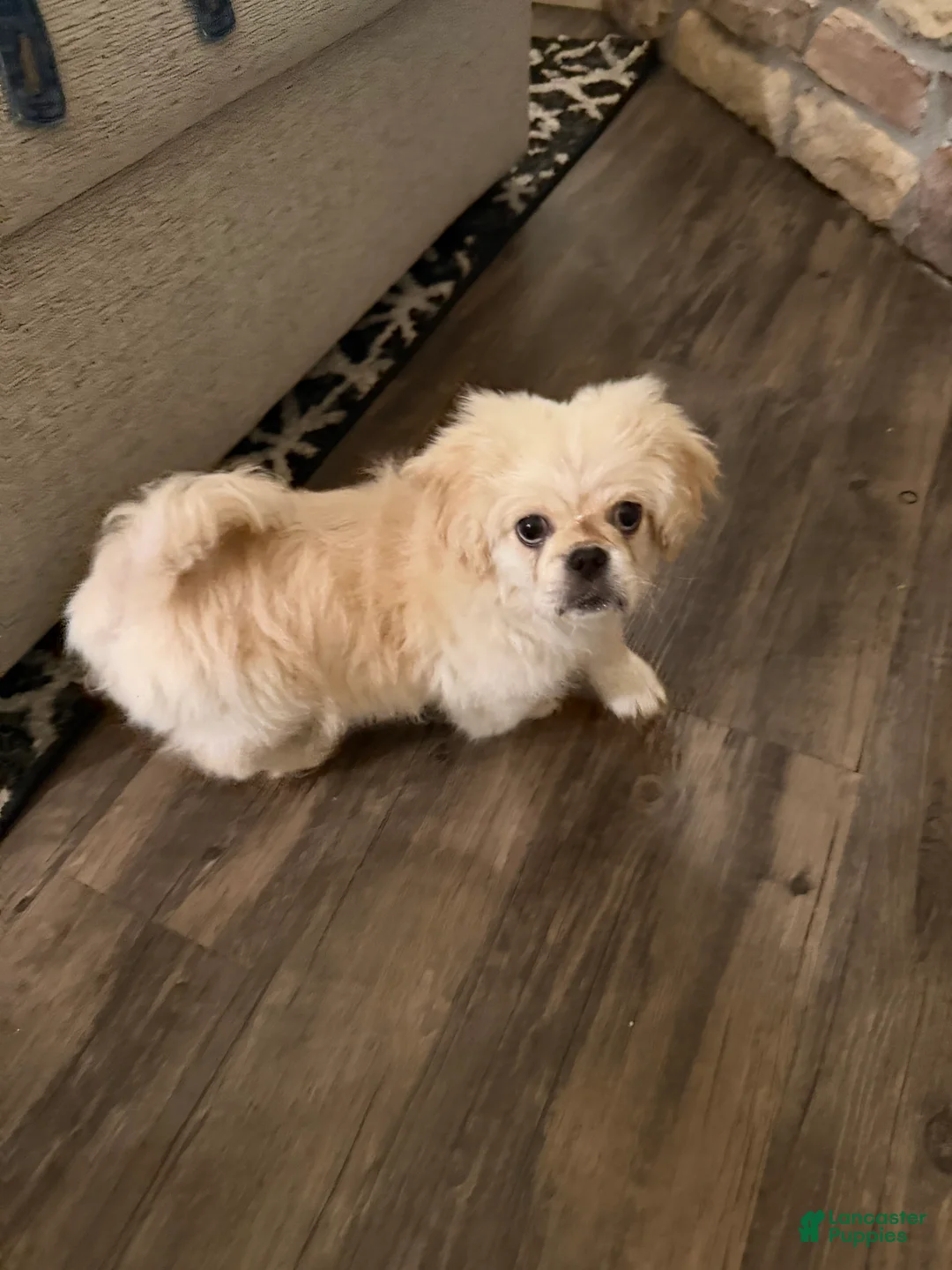 Pekingese dogs for sale: Pekingese Puppy 1 - Ad 1