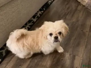 Pekingese dogs Pekingese Puppy 1 - Ad 27