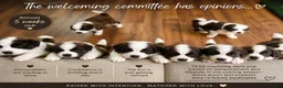 Saint Bernard dogs for sale: Sugar - Ad 4