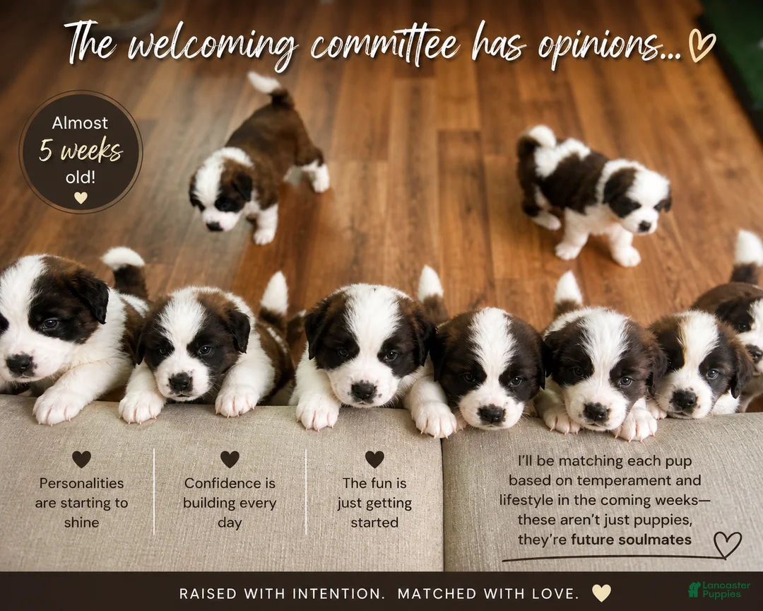 Saint Bernard dogs for sale: Sugar - Ad 4