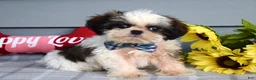 Shih Tzu dogs for sale: Cleo - Ad 4