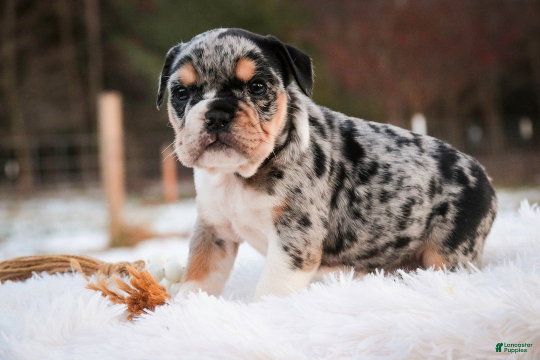 English Bulldog dogs for sale: Glitter - Ad 4