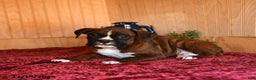 Boxer dogs for sale: Rags - Ad 2